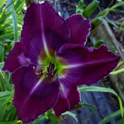 Heavenly Avenger Daylily